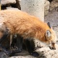 fox_village_2016_4733