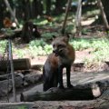 fox_village_2016_4735