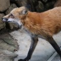 fox_village_2016_4741