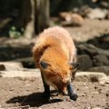 fox_village_2016_4758