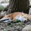 fox_village_2016_4775