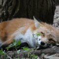 fox_village_2016_4776