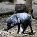 fox_village_2016_4780