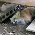 fox_village_2016_4783