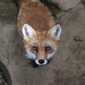 fox_village_2016_4787