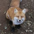 fox_village_2016_4791