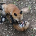 fox_village_2016_4810