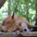 fox_village_2016_4837