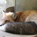 fox_village_2016_4842